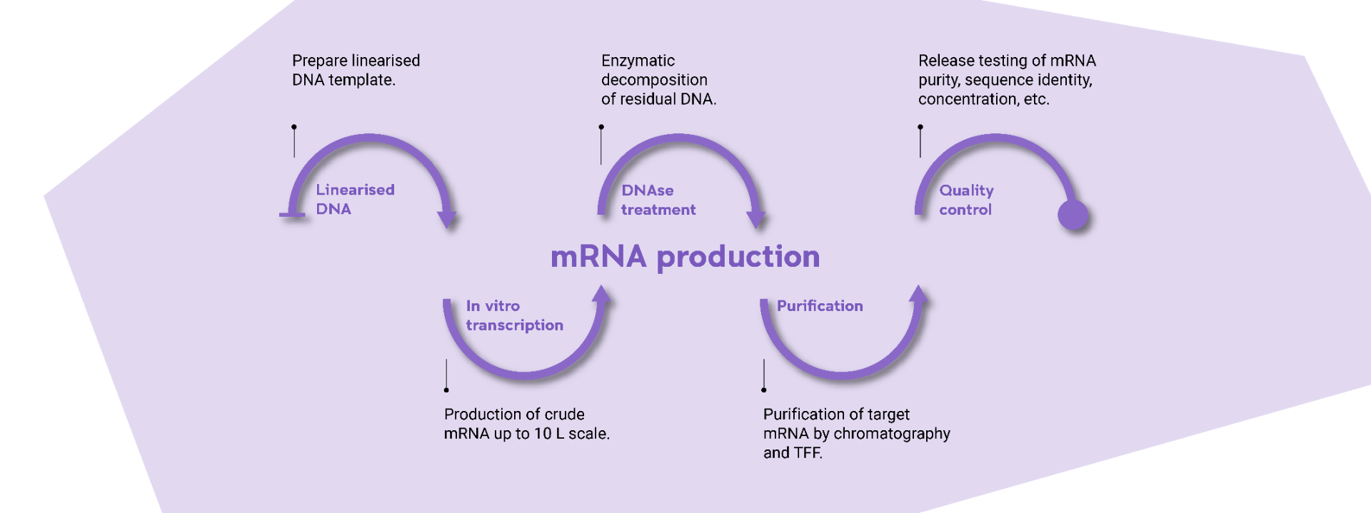 mRNA Production