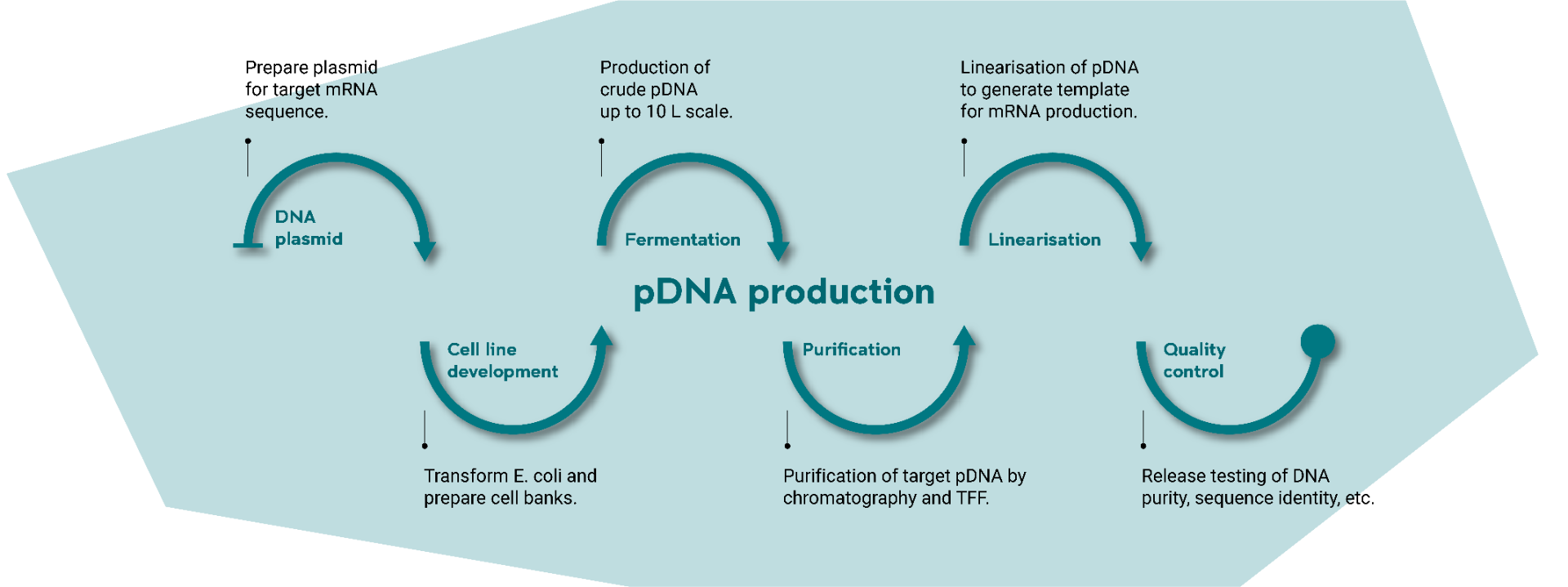 pDNA Production